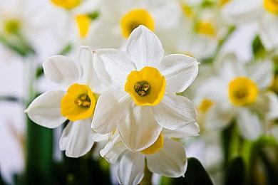 短篇百合题材视觉小说《风岬》Steam页面上线 发售日期待定